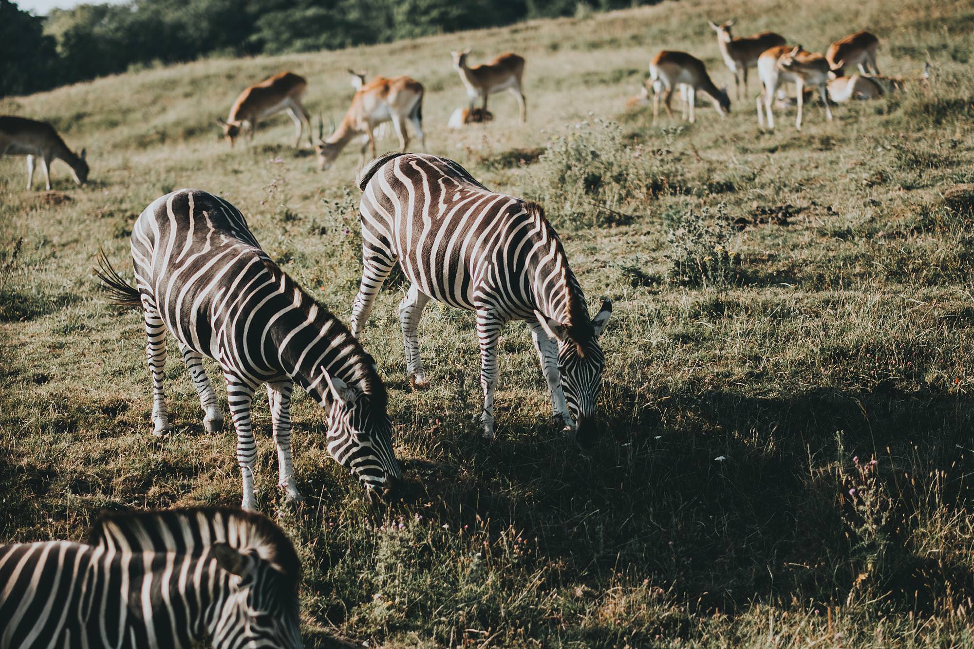Port Lympne safari wedding